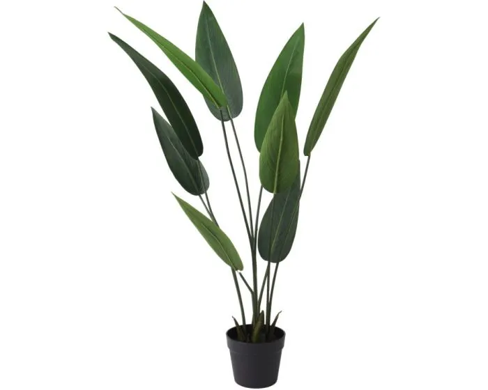 Plant in Pot Heliconia 110cm